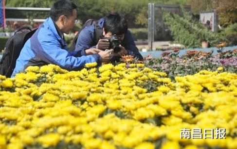 菊花网在线观看完整版,经典影片在线观看完整版  第3张